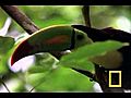 Birds of Paradise - Toucan