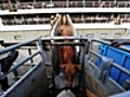 Labor MPs revolt to live export ban lift