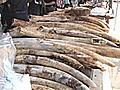 Thailand Seizes Millions Worth of Smuggled African Ivory