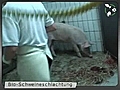 Kurzfilm schweineschlachtung