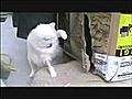 Cat Video Clips