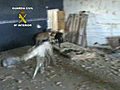 Rescatados 24 galgos en malas condiciones