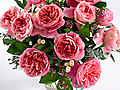 Best English Rose Hybrids from David Austin Roses