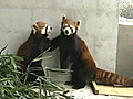 Raw Video: Red pandas get new home in China