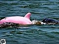 un dauphin rose