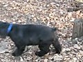 Funny Dog Leaf Playing at the Dog Park