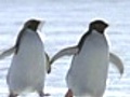 Planet Earth: Ice World: Penguins