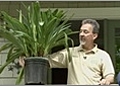 May Gardening Tips - Moving Houseplants Outside