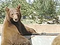 Tahoe Bear Attack Prompts Warnings