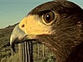 National Geographic Animals - Harris’s Hawks Vs. Jackrabbit