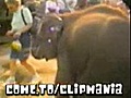 elefante ladrao