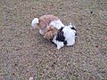 Playing outside in the nice fall weather