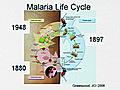 Immunopathogenesis and Epidemiology of Malaria