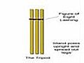 How To Make A Scout Pioneering Tripod