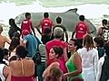 Brasile,  balena spiaggiata