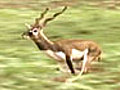 Black bucks cause menace in farms