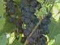 Growing Grapes For Minnesota Wine