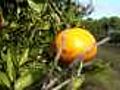 Florida seeks citrus disease cure