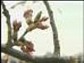 Web Extra: Washington Cherry Blossom Festival