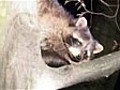 Escaped raccoon gives rescuers the runaround in Russia