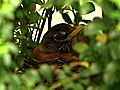 Nesting robins back at the White House