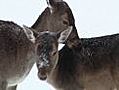 Raw: Zoo animals enjoy the snow