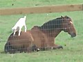 Baby Goat Climbs Horse