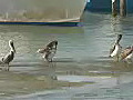 Royalty Free Stock Video HD Footage Group of Pelicans at the Waters Edge in Jupiter,  Florida