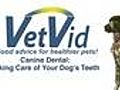 How To Care For Your Dog’s Teeth: Canine Dental,  VetVid Episode 001