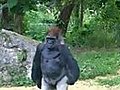 Gorilla walks like a man