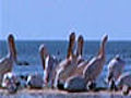 Travel To Mauritania : Banc d’Arguin National Park