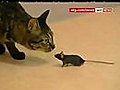 Mouse and Cat Friends