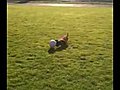 Gravhund spiller fodbold