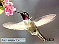 Hummingbird in Flight