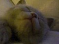 Adorable Sleepy Kitten