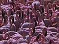 The Flamingos of Lake Bogoria