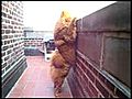 Funny Chow Chow