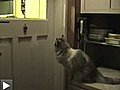 Chat qui frappe à la porte