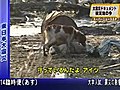 كلب يبقى بجوار أصحابه الثلاثة اللذين ماتوا فى تسونامى اليابان رغم الفيضانات وكل شىء