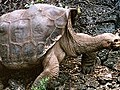 Riesenschildkröte kämpft für eigene Arterhaltung