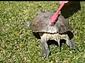 Turtle Break Dance