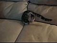 Chat dans le canapé