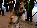 Scooter Dog Rides Into &#039;GMA&#039;