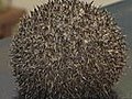 Hedgehog Osteopath