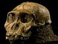 Newly found fossils could link to human ancestor