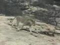 Christian the Lion