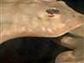 True to their name,  stingrays make themselves felt