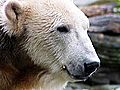 Zoo: Brain Problems Led To Knut’s Death