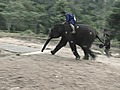 Studying the Biomechanics of Running Elephants