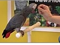 Parrot Training - How Parrots Learn